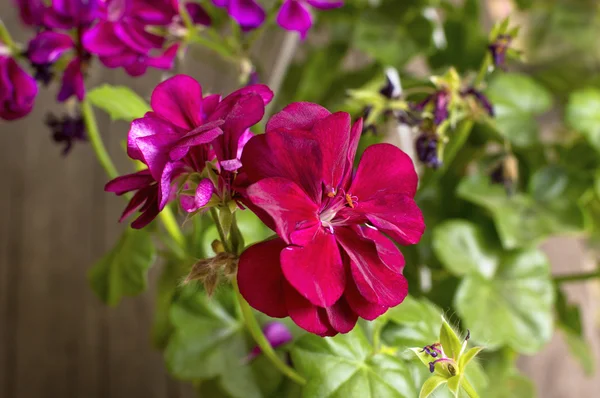 Flores de geranio rojo en flor . — Foto de Stock