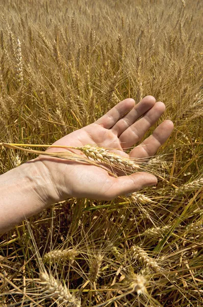 Orelhas de trigo na mão . — Fotografia de Stock