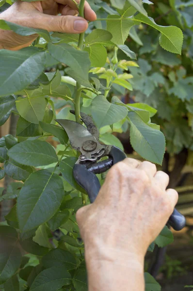 Rosenschnitt mit Gartenschere. — Stockfoto