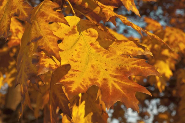 Close-up de um galhos de árvore com folhas vermelhas . — Fotografia de Stock