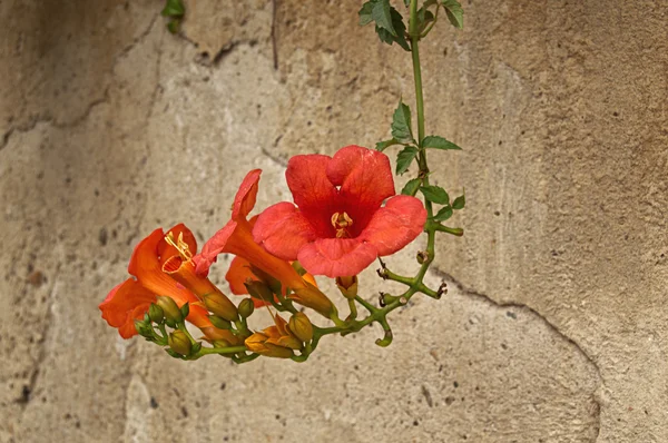 Hermosa flor de adelfa roja — Foto de Stock