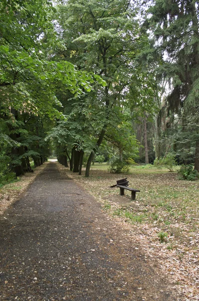 Landelijke weg door het bos. — Stockfoto