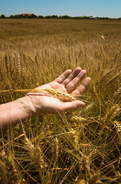 Tarwe oren in de hand. — Stockfoto