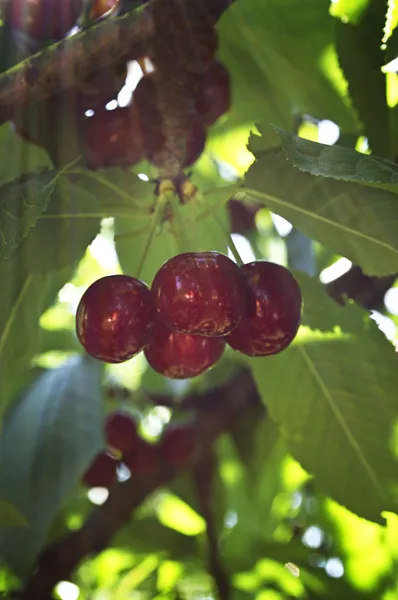 Cerezas colgando de una rama de cerezo —  Fotos de Stock