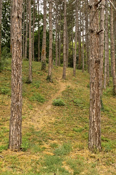 Camino del bosque de pinos —  Fotos de Stock
