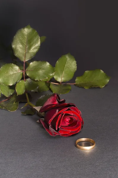 Rosa vermelha e anel de casamento — Fotografia de Stock