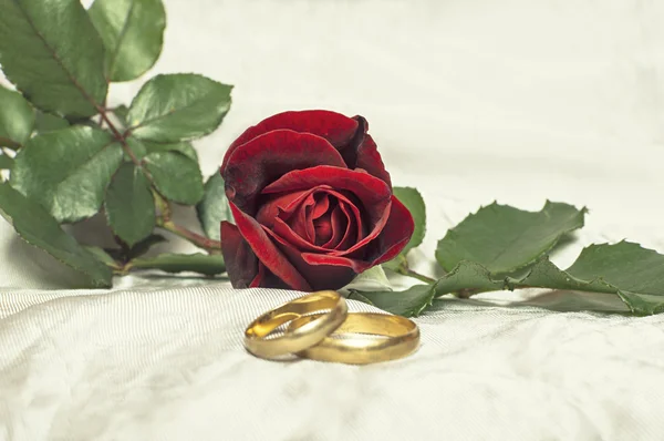 Červená růže a snubní prsteny. — Stock fotografie