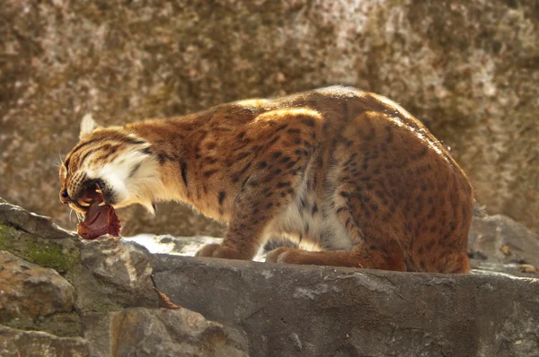 Lynx eating meat. — Stock Photo, Image