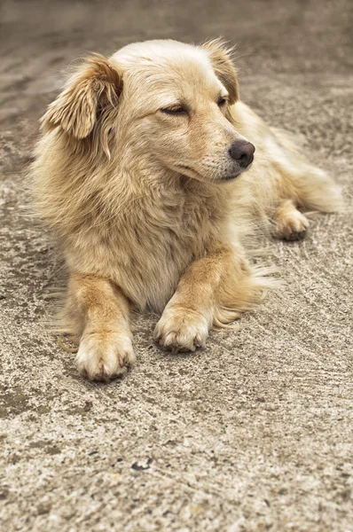 Cão amarelo descansando no pátio — Fotografia de Stock