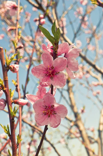 Persikoträd i blom. — Stockfoto