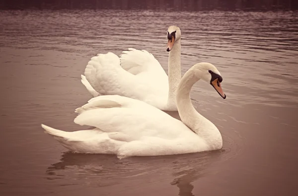 Twee zwanen zwemmen op het meer.. — Stockfoto