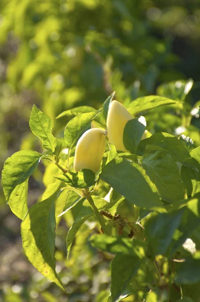 Arbusto con pimiento amarillo maduro —  Fotos de Stock