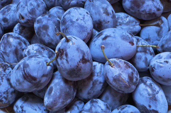 A bunch of fresh plums. — Stock Photo, Image