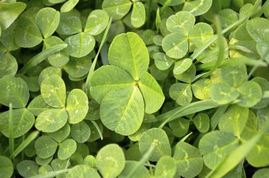 Şanslı dört yapraklı yonca..