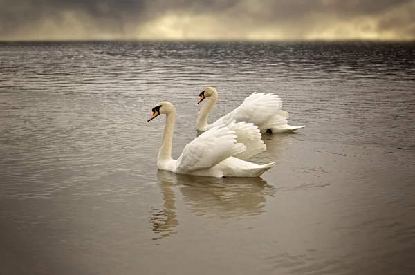 Coppia di cigni galleggianti sulla superficie di un lago . — Foto Stock