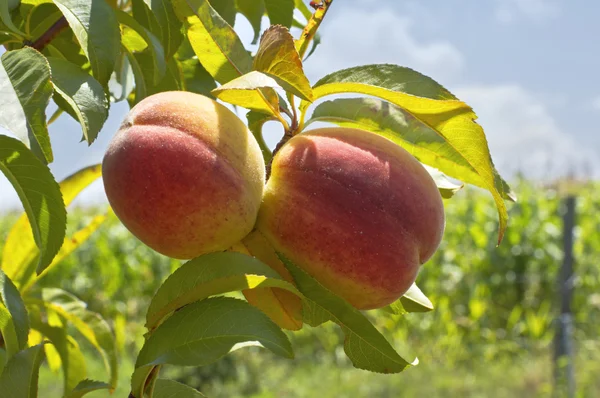 Le pesche mature crescono su un ramo tra foglie verdi — Foto Stock