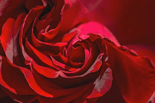 Macro rose rouge montrant les pétales . — Photo