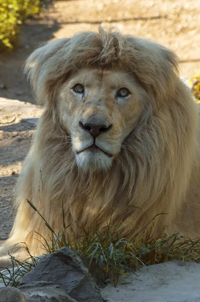 Mannelijke Afrikaanse leeuw. — Stockfoto