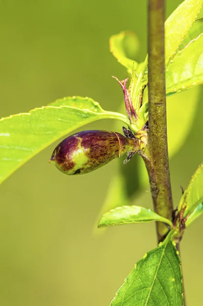 Melocotón nectarino joven inmaduro en el árbol . —  Fotos de Stock