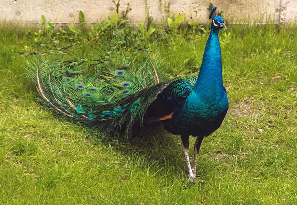 Pfau geht auf grünem Gras — Stockfoto