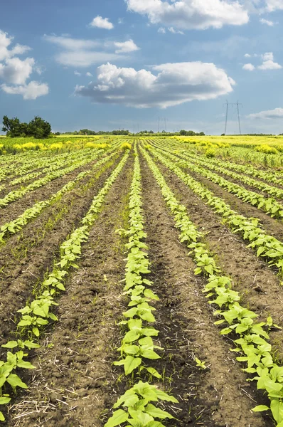 Jonge zonnebloem veld. — Stockfoto