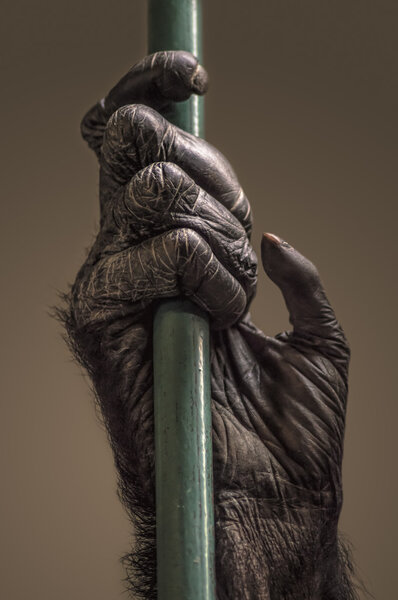 Hand of chimpanzee.
