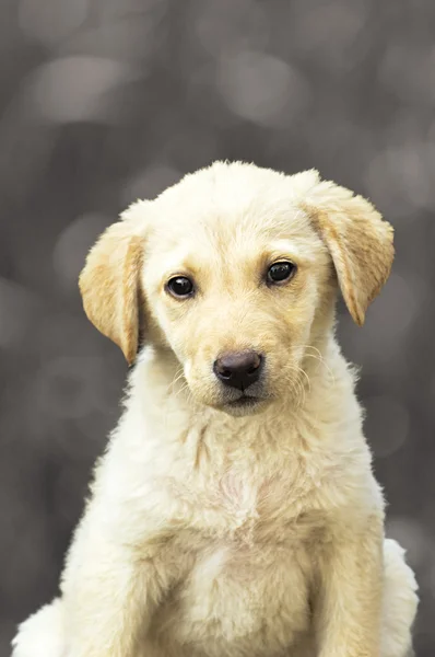 Cucciolo labrador retriever giallo. — Foto Stock