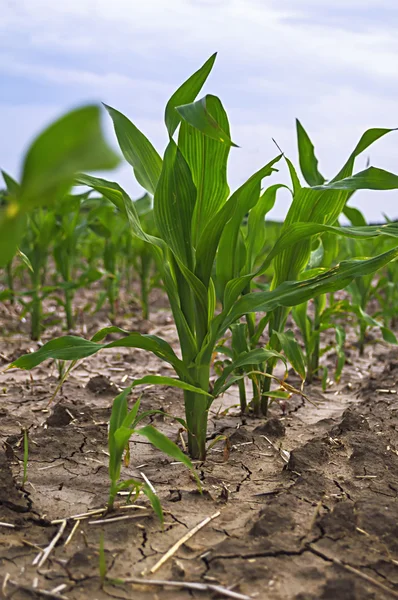 Jonge groene maïs in de landbouw in het vroege voorjaar. — Stockfoto