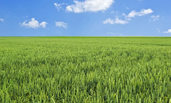 Vetefält och blå himmel med moln — Stockfoto