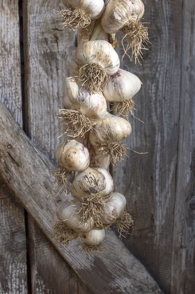 Biologische garlics dat opknoping op een rustieke houten muur. — Stockfoto