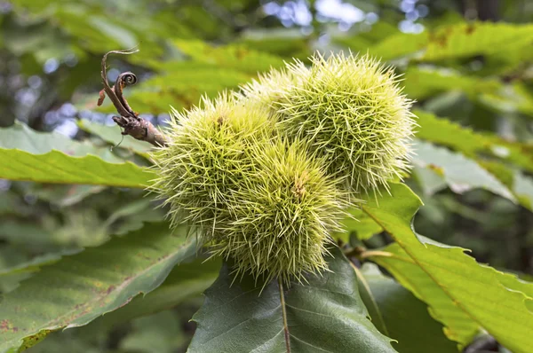 Ippocastano su albero . — Foto Stock