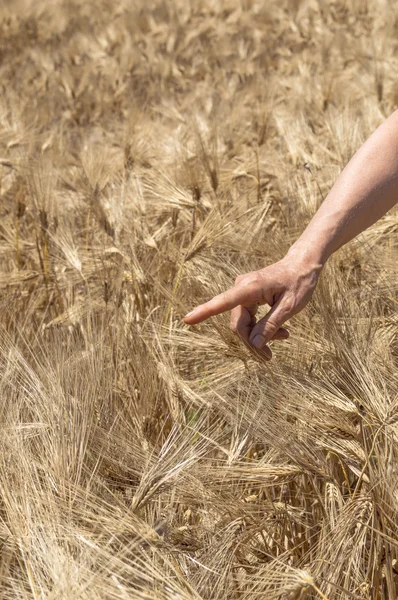 Mano femenina en campo de barro de oro en el día de verano . — Foto de Stock