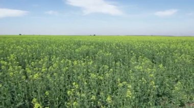 Baharın güneşli bir gününde çiçek açan kolza tohumu tarlası.