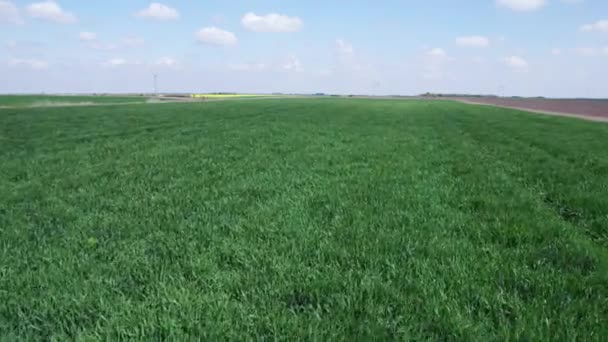 Drone Flying Cultivated Wheatgrass Field Agricultural Concept — 비디오