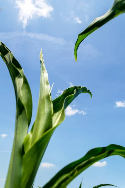 Milho Verde Sai Contra Céu Azul Nuvens Conceito Agrícola Foco — Fotografia de Stock