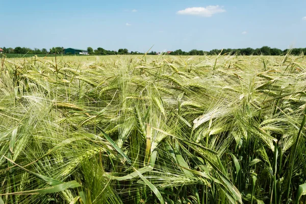 農業の概念で大麦の穂 選択と集中 — ストック写真