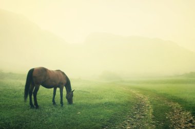 bir at, erken sabah sis grazes.