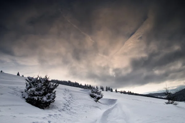 Cena de inverno - Natureza selvagem — Fotografia de Stock