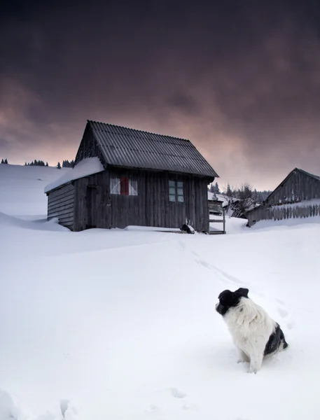 Escena de invierno - Perro solitario sentado en una parte delantera de una vieja casa de campo — Foto de Stock