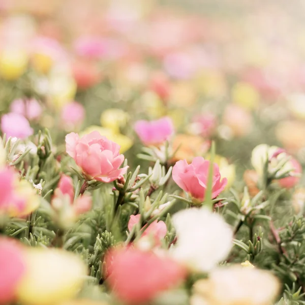 Flores românticas com espaço de cópia — Fotografia de Stock