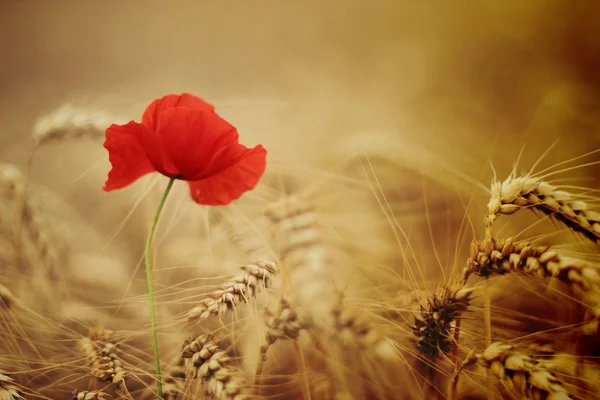 Красный мак и пшеница — стоковое фото