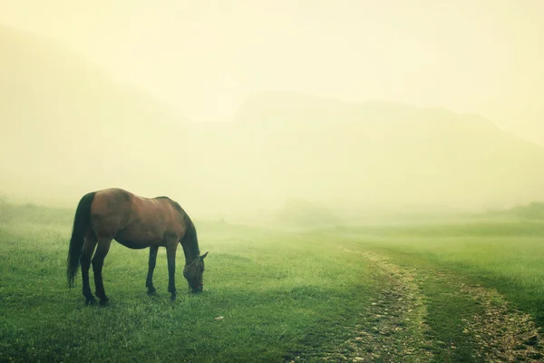 Um cavalo pastoreia no início da manhã nevoeiro — Fotografia de Stock