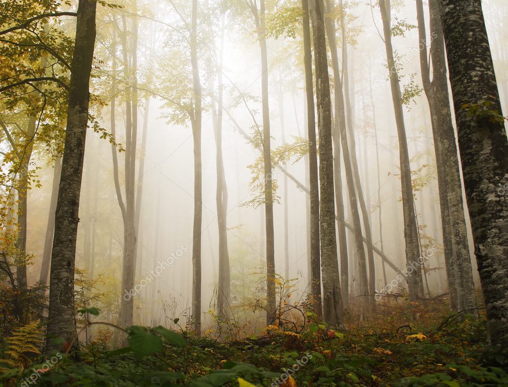 Mystic forest nature background — Stock Photo © mpaniti #22507081, image size:1023x779