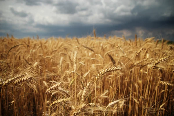 fırtınalı bir günde güzel altın buğday alanı