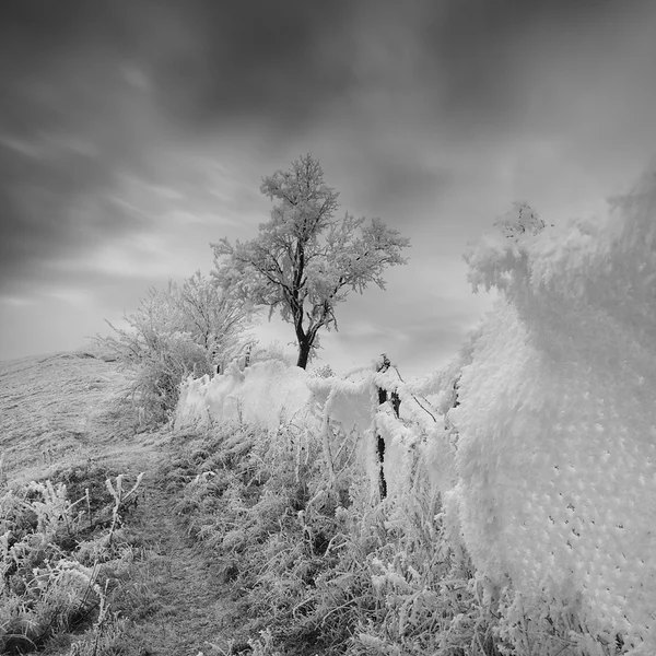 Замерзшее дерево и забор — стоковое фото