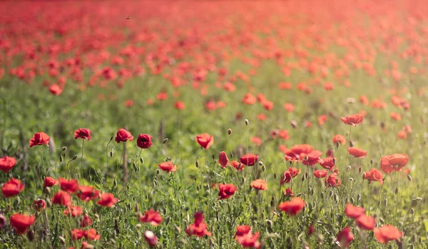 Rote Mohnfelder Hintergrund — Stockfoto