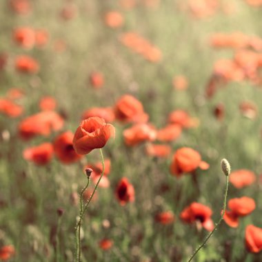 haşhaş alan portre