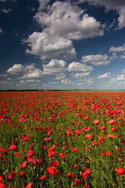Poppy field with beautiful cloudy sky — Stock Photo, Image