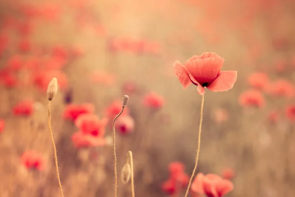 Poppy campo closeup — Fotografia de Stock