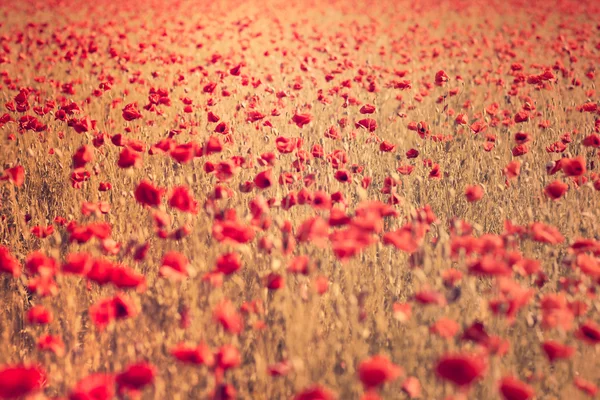 Poppy field closeup — Stock Photo, Image